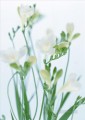 Pintura de flores blancas de fotos a arte